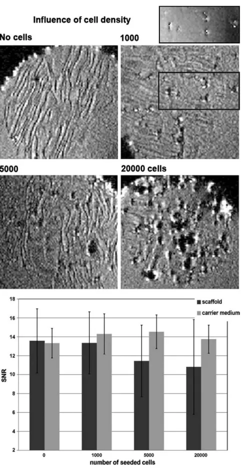 FIG. 7. Assessment of cell density in lamellar scaffold. AMNP-labeled MSCs were seeded in lamellar scaffold at different cell densities: control  non-seeded scaffold, 10 3 , 5  10 3 , and 20  10 3 seeded cells