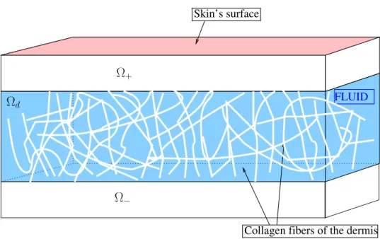 Figure 1: A first schematic representation of the skin: reduced number of components