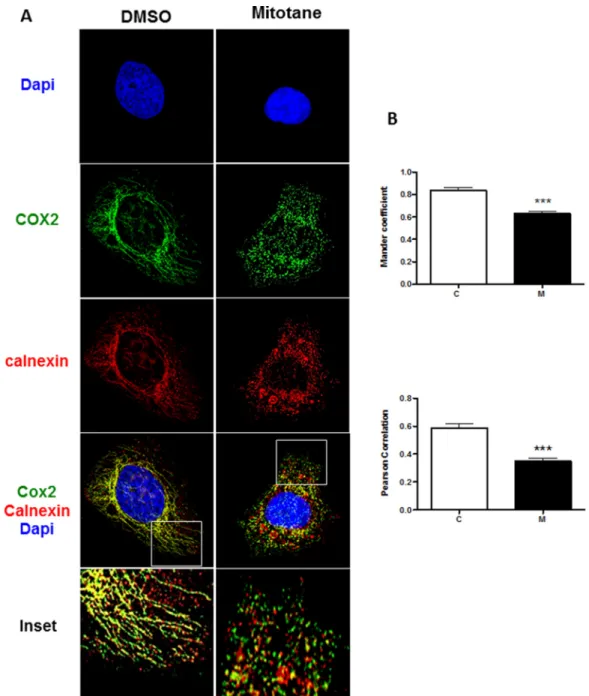 Figure 6: Mitotane reduces the integrity and extent of mitochondria-associated membranes in human adrenocortical  carcinoma cells