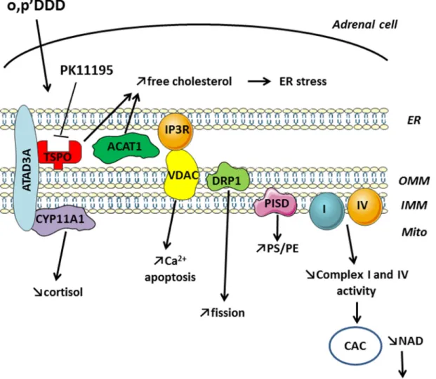 Figure 10: Mitotane action on structural and functional properties of MAM and metabolic consequences leading to  cell death