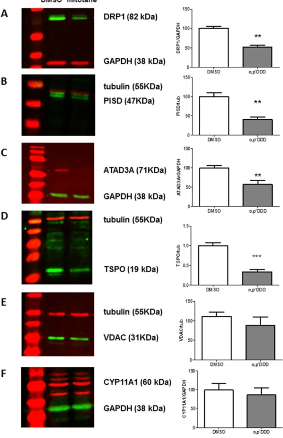 Figure 5: Expression of MAM components by Western Blot analyses.  H295R cells were treated with 50 µM mitotane for   48 h