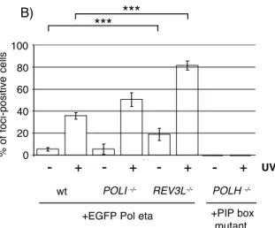 Figure 4 - UV + UVA) +PIP box mutant +EGFP Pol eta 