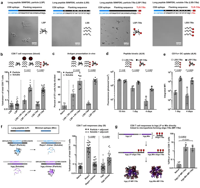 Fig. 1:  Peptide antigen physical form is a key determinant of CD8 T cell immunogenicity