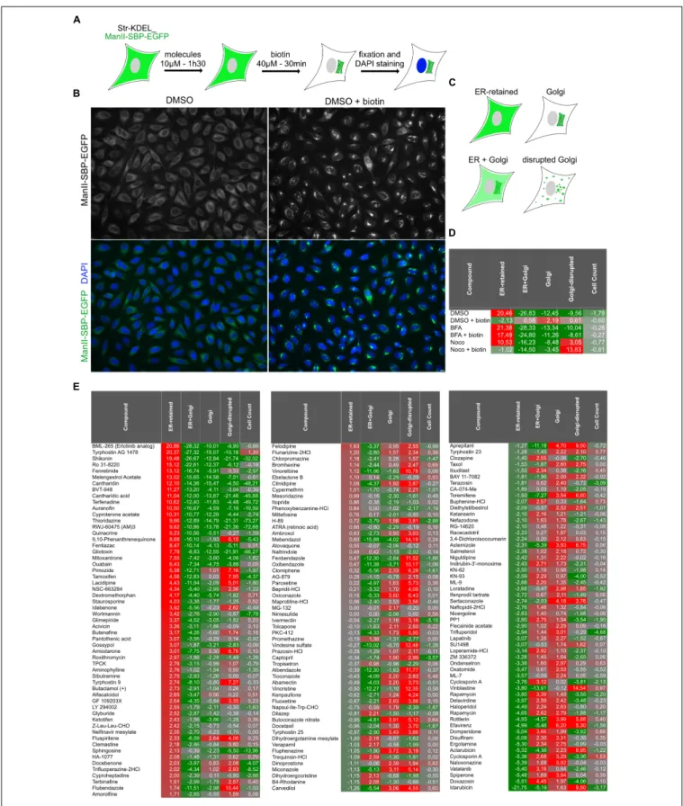 FIGURE 1 | High-content screening for molecules regulating ER to Golgi transport of ManII