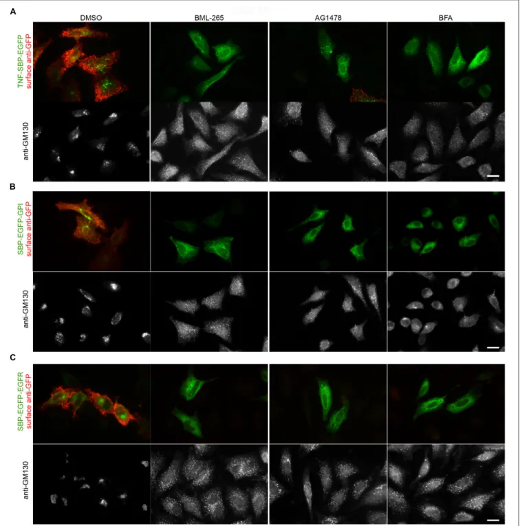 FIGURE 3 | BML-265 and Tyrphostin AG1478 inhibit the transport of secretory proteins. HeLa cells transiently expressing Str-KDEL_TNF-SBP-EGFP (A), SBP-EGFP-GPI (B) or SBP-EGFP-EGFR (C) were pre-treated with the indicated molecules at 10 µ M for 1 h