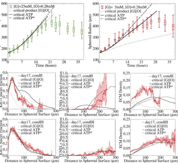 Fig 7. Growth kinetics (upper panel) and spatial profiles of TUNEL, Ki67, Collagen IV for [G] = 5mM, [O] = 0.28mM (condition II, upper right picture and middle panel) and [G] = 25mM, [O] = 0.28mM (condition III, upper left picture and low panel.)