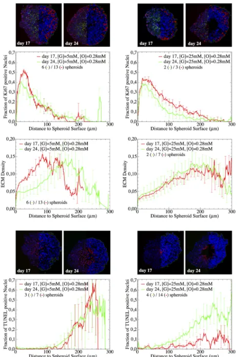 Fig 3. Quantification of proliferating (top) and dying (bottom) cell nuclei as well as of extra-cellular matrix density (center)