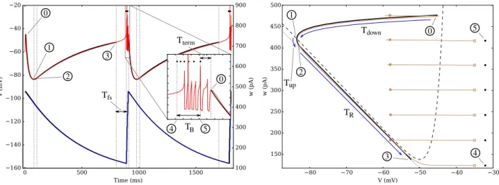 FIG. 4: A: time evolution of parameters V and w for the theoretical model (thick black lines) and for a simulation (thin red curve for V , blue for w) on a fixed in-degree graph with k = 100