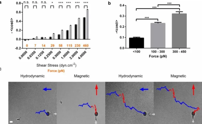 Fig. 4. Quantification of cell steering by uropod. (a) Index of directionality &lt;cos  θ &gt; versus axis of  flow  direction  as  a  function  of  shear  stress  intensity  (black  x-axis)  for  control  lymphocytes  (black  bars) and lymphocytes with 12