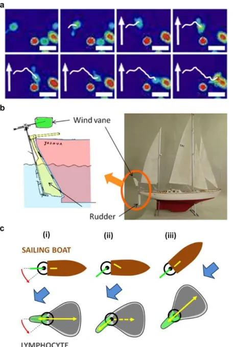 Fig.  5.  Self-steering  under  passive  uropod/wind  vane  regulation.  (a)  Flow  triggers  no  internal  calcium  signalling