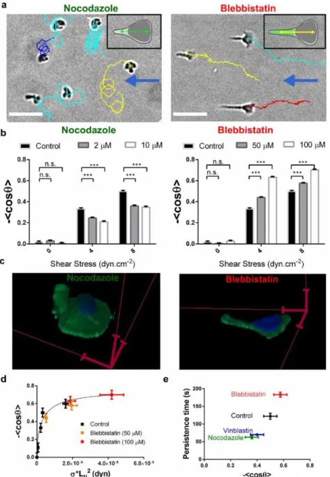Fig  6.  Perturbation  of  the  wind  vane  self-steering  system  with  inhibitors  of  microtubules  and  actomyosin contractility