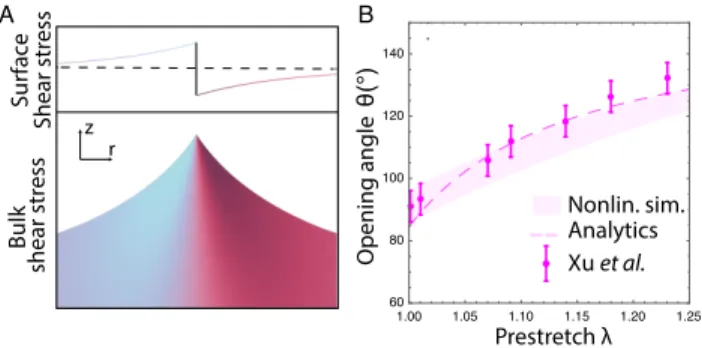 FIG. 3. A: Shear stress distribution in the ridge below the triple line obtained from the numerical simulations (λ = 1.2, γ ` /γ s = 0.8; other parameters identical to those of Fig.2)