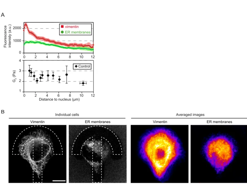 Fig. S10 A G 0 (Pa) B ControlDistance to nucleus (µm) 2431vimentinER membranes