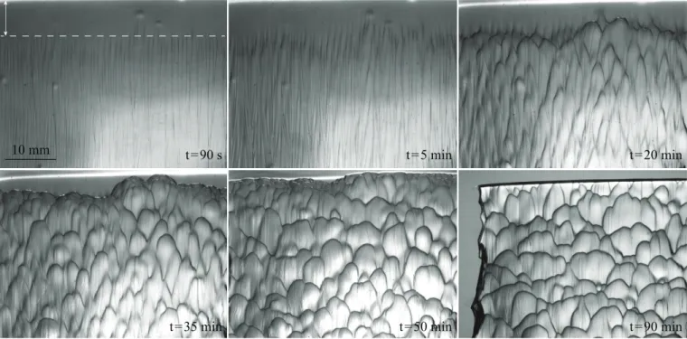 FIG. 2. Pattern formation. Bottom view of a caramel block dissolving into water. The block makes an angle of 60 ◦ with the horizontal