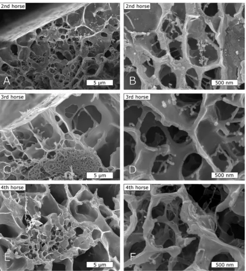 Fig. S3. Cryogenic scanning EM images of mucus from three additional horses in addition to the pictures in the text (Fig