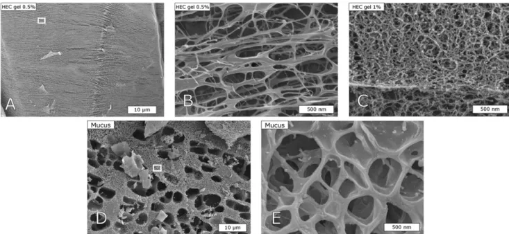 Fig. 3. Representative cryo-SEM images of HEC hydrogels (A – C) and mucus (D and E). Increase in polymer concentration from 0.5% (A and B) to 1% (C) leads to a strong decrease in hydrogel pore size
