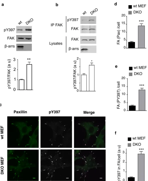 Figure 1. β-arrs regulate FAK autophosphorylation and focal adhesion number. 