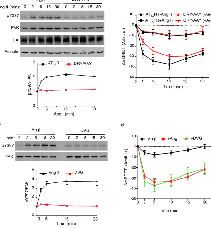 Figure 5. FAK autophosphorylation in response to AngII stimulation is mediated by  a G protein-dependent pathway