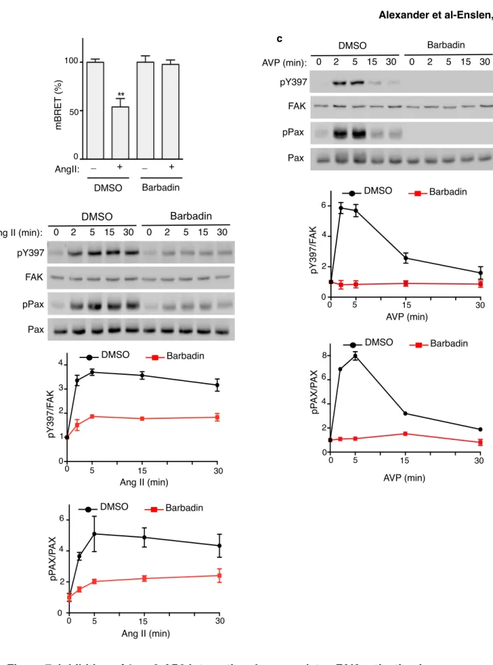 Figure 7. Inhibition of β-arr2-AP2 interaction downregulates FAK activation in response  to AngII and AVP stimulation