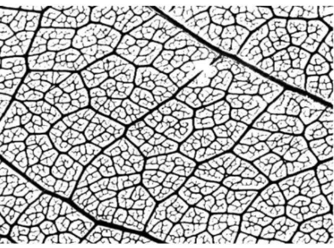 Figure 5: Portion of leaf venation. In most species, the structure is netted-like, and veins meet in 3-fold junctions.