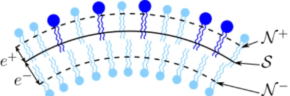 Fig. 1. Schematic drawing of a lipid bilayer. The principal curvatures c 1 , c 2 and the scaled densities r ± of both monolayers are deﬁned on S 