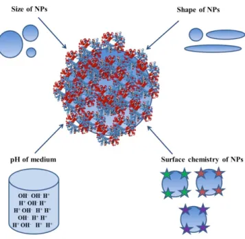 Figure 1. Protein corona structure mostly depend on the physicochemical properties of NPs such  as size, shape, surface functional groups, and pH of medium