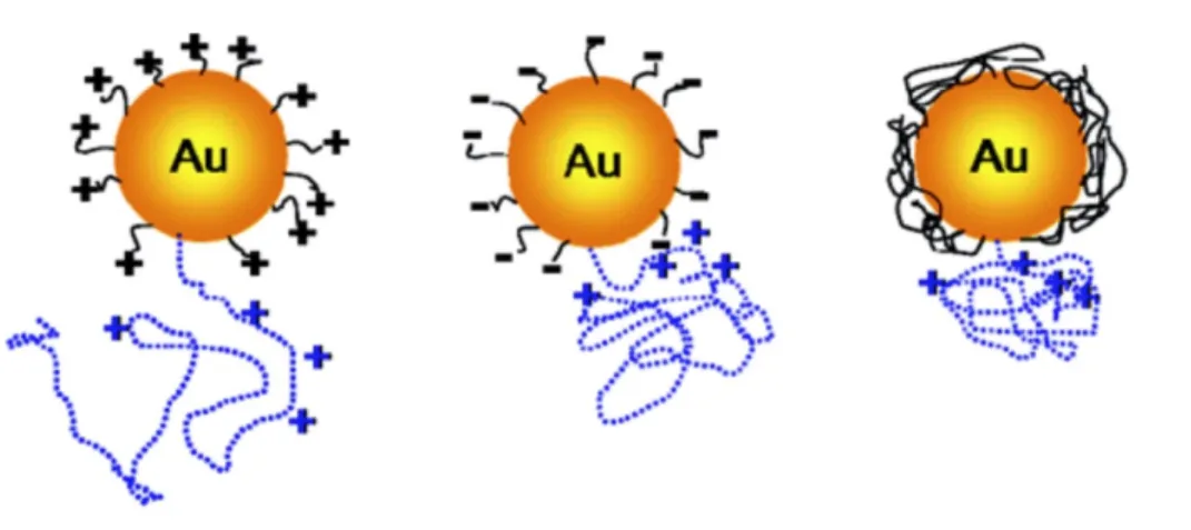 Figure 4. The surface chemistry of AuNPs mediates the degree of NP-triggered conformational  changes of cyt C