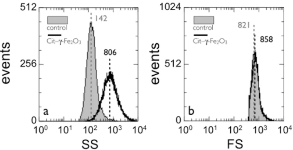 Figure 6 : a) Side Scatter (SS) intensity of living cells incubated for 4 hours with, or without, Cit– γ -Fe 2 O 3  coated  NPs at [Fe] = 10 mM