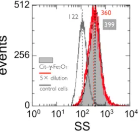 Figure 8 : Side scatter intensity histograms of IP negative cells incubated at 4 °C for 60 minutes with 10 mM  Cit– γ -Fe 2 O 3   NPs  (full  grey),  of  the  same  suspension  diluted  5  times  and  incubated  10  min  more  at  4  °C  (red  line), and o