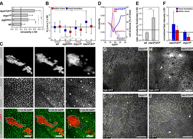 Fig. 6. Proto-oncogene overexpression affects cell junction tension and clone rounding