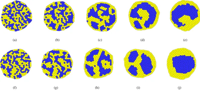 Figure 8: Cell sorting simulations at low temperature (T = 35). Patterns are displayed after 100 MCS of T = 3 annealing steps
