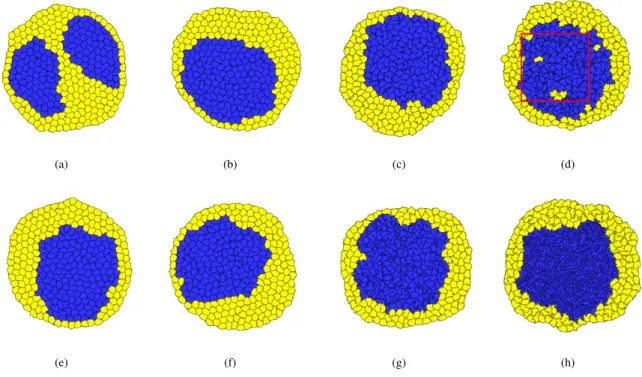 Figure 10: Cell sorting patterns without annealing steps observed after 6 × 10 6 MCS. Top row: MMA