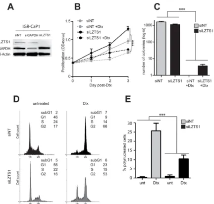 Figure 3: Lzts1 down-regulation enhances survival of IGR-CaP1 cells.  A: Inhibition of LZTS1 expression in IGR-CaP1 cells  after a 48h-transfection with siRNA targeting LZTS1 (siLZTS1)