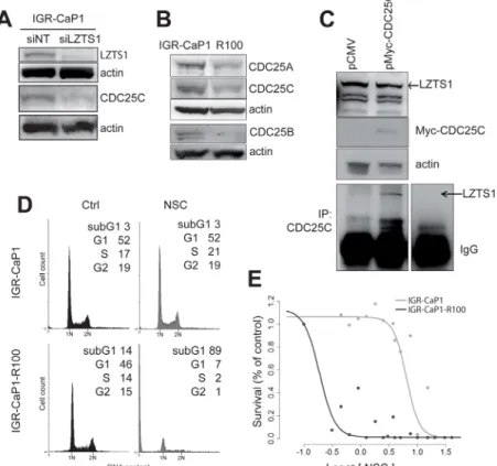Figure 4: Implication of CDC25C in the Docetaxel resistance mechanism.  A: CDC25C expression is inhibited when LZTS1  is depleted