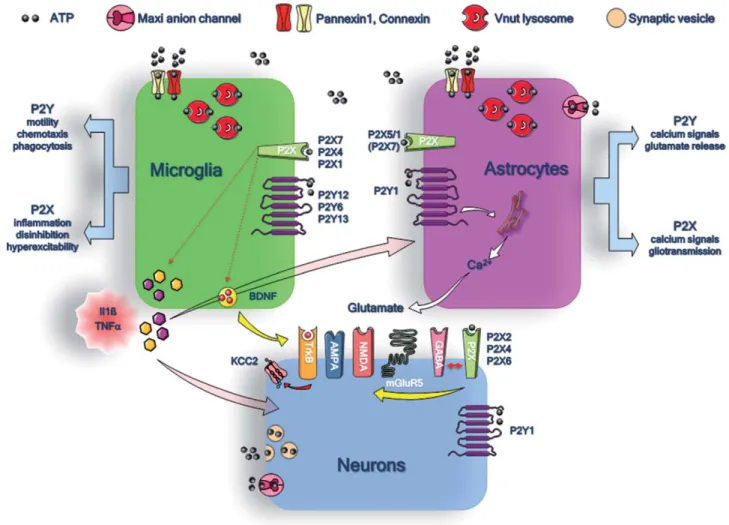 Figure 1 summarizes the main purinergic signaling pathways, and their functions, between neurons,  astro-cytes, and microglial cells
