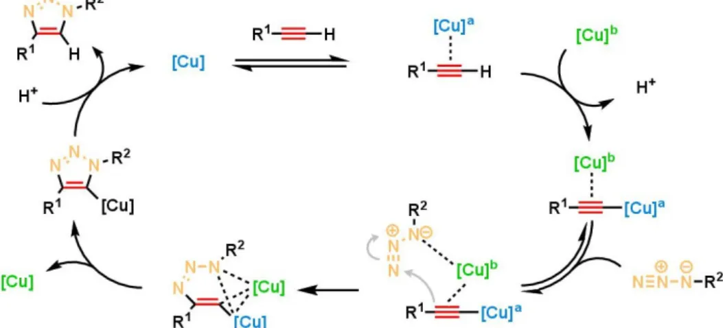 Figure 2.7 – Mécanisme de la cycloaddition 1,3-dipolaire catalysée par le cuivre(I) (CuAAC) selon Fokin