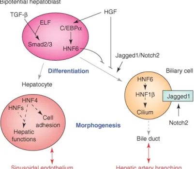 Figure 6. Bipotential hepatoblast  