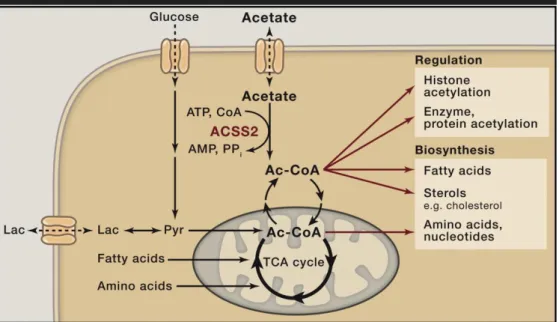 Figure 14. Acetate is the hub of metabolism. 