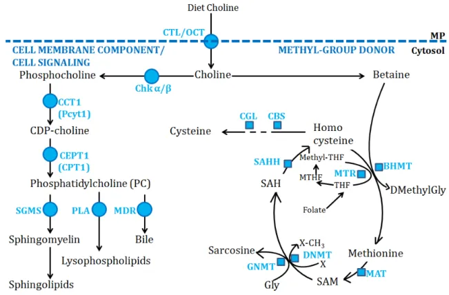 Figure 17. Choline pathway in hepatocytes. 