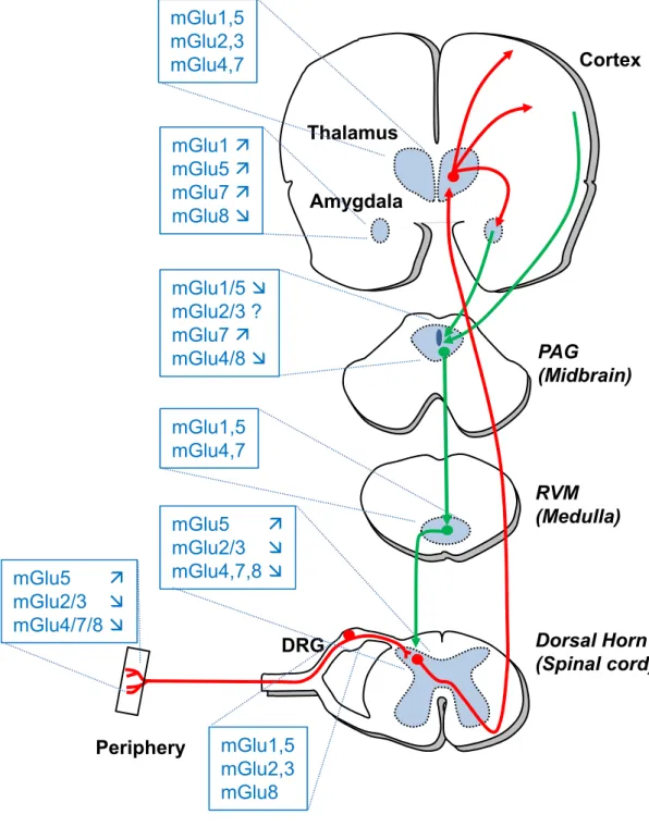 Figure 1. Localization and function of mGluRs in the pain neuraxis.