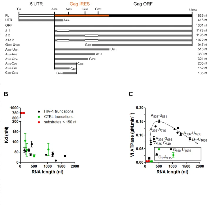 FIGURE 6: HIV-1 RNA is a preferential substrate. (A) Schematic representation of the RNA HIV-1 fragments  used (on scale)