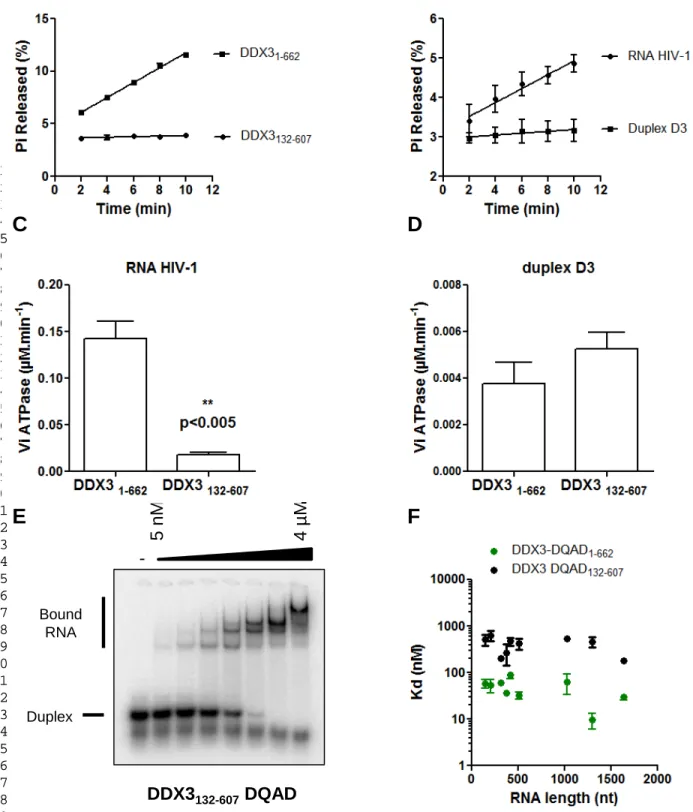 FIGURE 7: The N- and C-terminal domains of DDX3X are required for its activity. Kinetic ATPase reactions  were  performed  in the presence  of  100 nM DDX3 1-662   or  of  DDX3 132-607  and  100  nM  (A)  or  1  µM  (B-D)  substrate  RNA