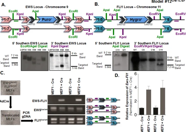 Figure 3: Somatic chromosomal translocation between endogenous Ewsr1 and Fli1 loci in Model #12 Cre-TL-EF 