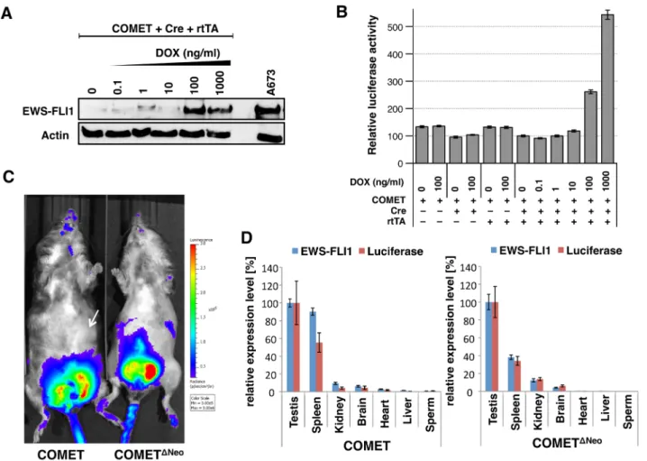 Figure 2: In vitro and in vivo expression of EWS-FLI1 and luciferase in Model #10 COMET and COMETΔNeo 