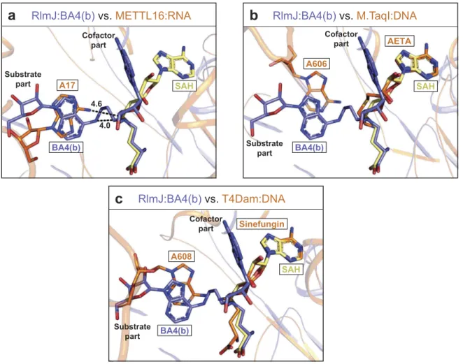 Figure 5. Comparison of RlmJ:BA4(b) with RNA-bound m 6 A RNA and DNA MTases. (A) Comparison of the position of the substrate base of BA4(b) (blue) from RlmJ: