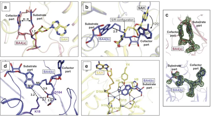 Figure 4. Binding conformations adopted by BA4. (A) RlmJ protein bound to the folded conformation of BA4 (BA4(a)) (red)