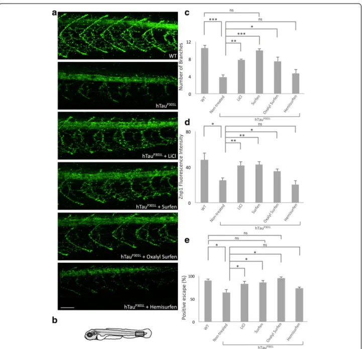 Fig. 3 Surfen and oxalyl surfen rescue motoneuron defects and functional deficits in Tg[HuC::hTau P301L ; DsRed] embryos