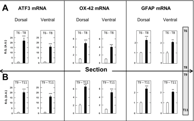 Figure 6. Increased expression of ATF3, OX-42 and GFAP mRNAs in the dorsal and ventral halves of spinal cord segments just above (T6–T8) and below (T9–T11) the surgery level in spinal cord-transected rats