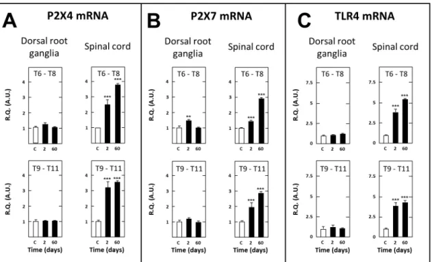 Figure 8. Short- and long-term changes in levels of transcripts encoding IL-6 (A), IL-1b (B), TNF-a (C) and IL-10 in dorsal root ganglia and spinal tissues in spinal cord-transected rats