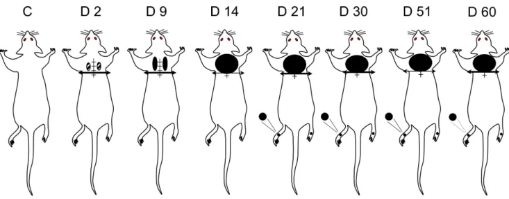 Figure 3. Time-course changes in nocifensive reactions to von Frey filaments application in the « at-level » allodynic territory rostral to the lesion in spinal cord-transected rats
